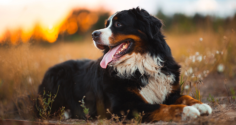 Hoe maak je mooie foto's je hond? Check je op moet letten! | Inspiraties | Colorland BE-NL