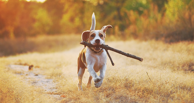 Beagle s klackem na výletě v lese